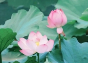 今日大暑 夏天的最后一个节气